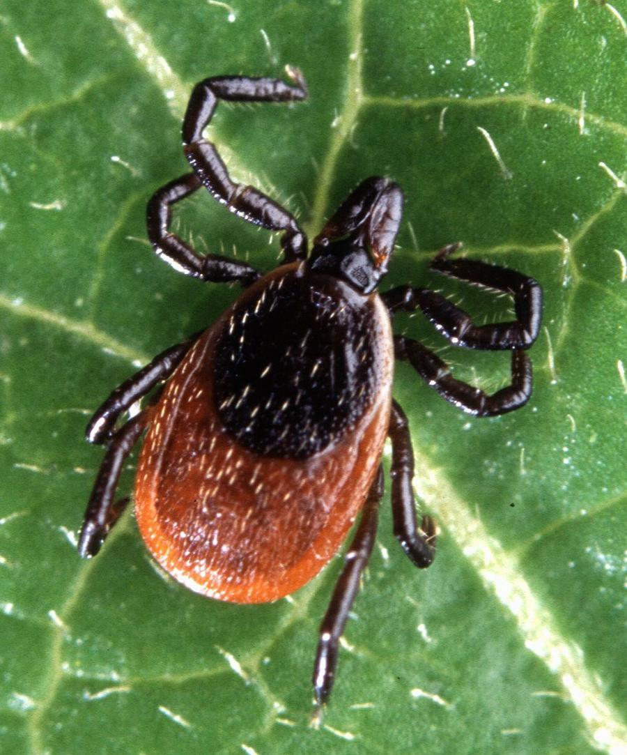 MU professor receives $460,000 grant to research tick-borne diseases