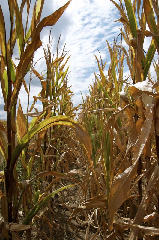 Missouri in midst of historic drought