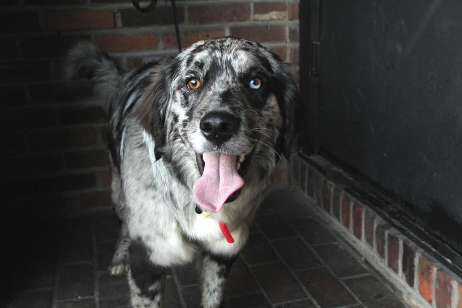 Meet the dogs of True/False Film Festival