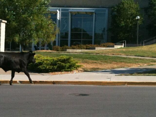 Escaped steer shot in East Campus after two-hour chase