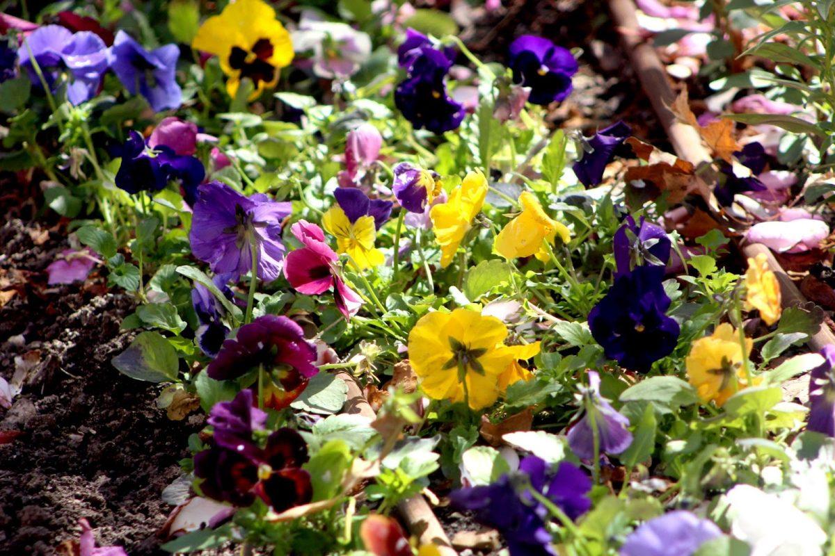 Flower 2