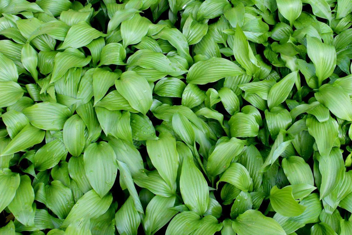 Foliage