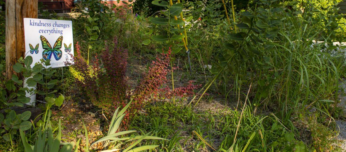 In Campbell's front yard, native plants such as milkweed grow next to a sign which reads "kindness changes everything."