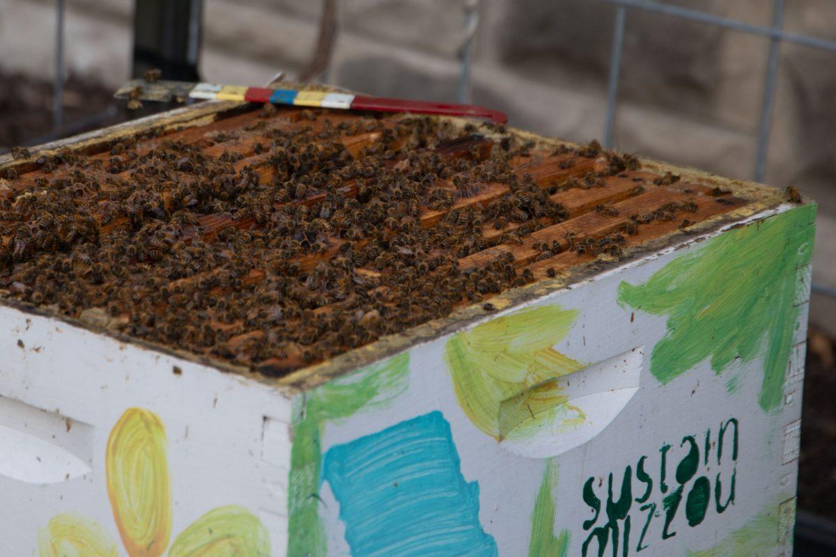 Bees move inside the white-painted hive which is decorated with yellow flowers and has the words “Sustain Mizzou” written in green paint.