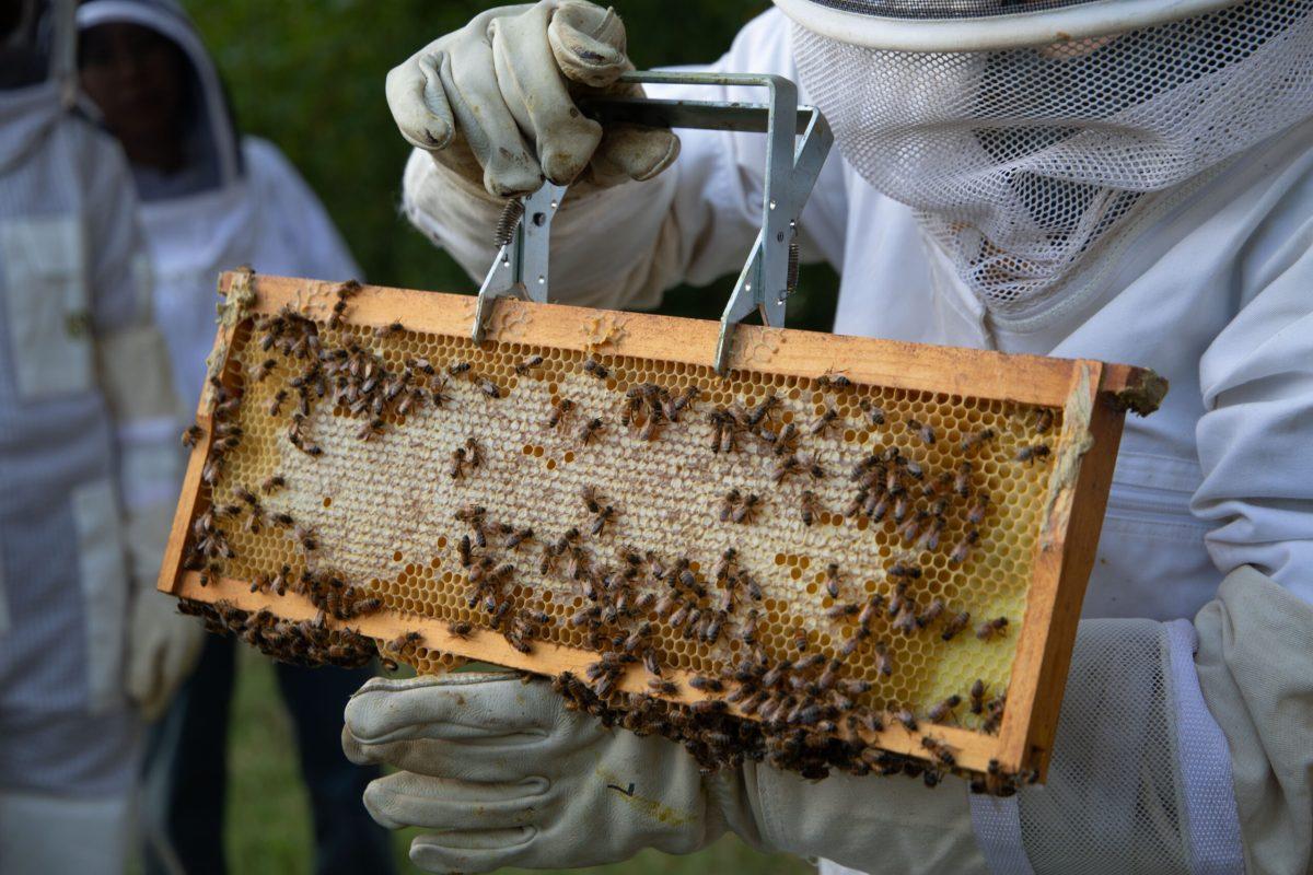 George Frees holds a hive frame that has many bees on it with a metal frame gripper. He holds the gripper with his right hand and the bottom of the frame with his left hand.