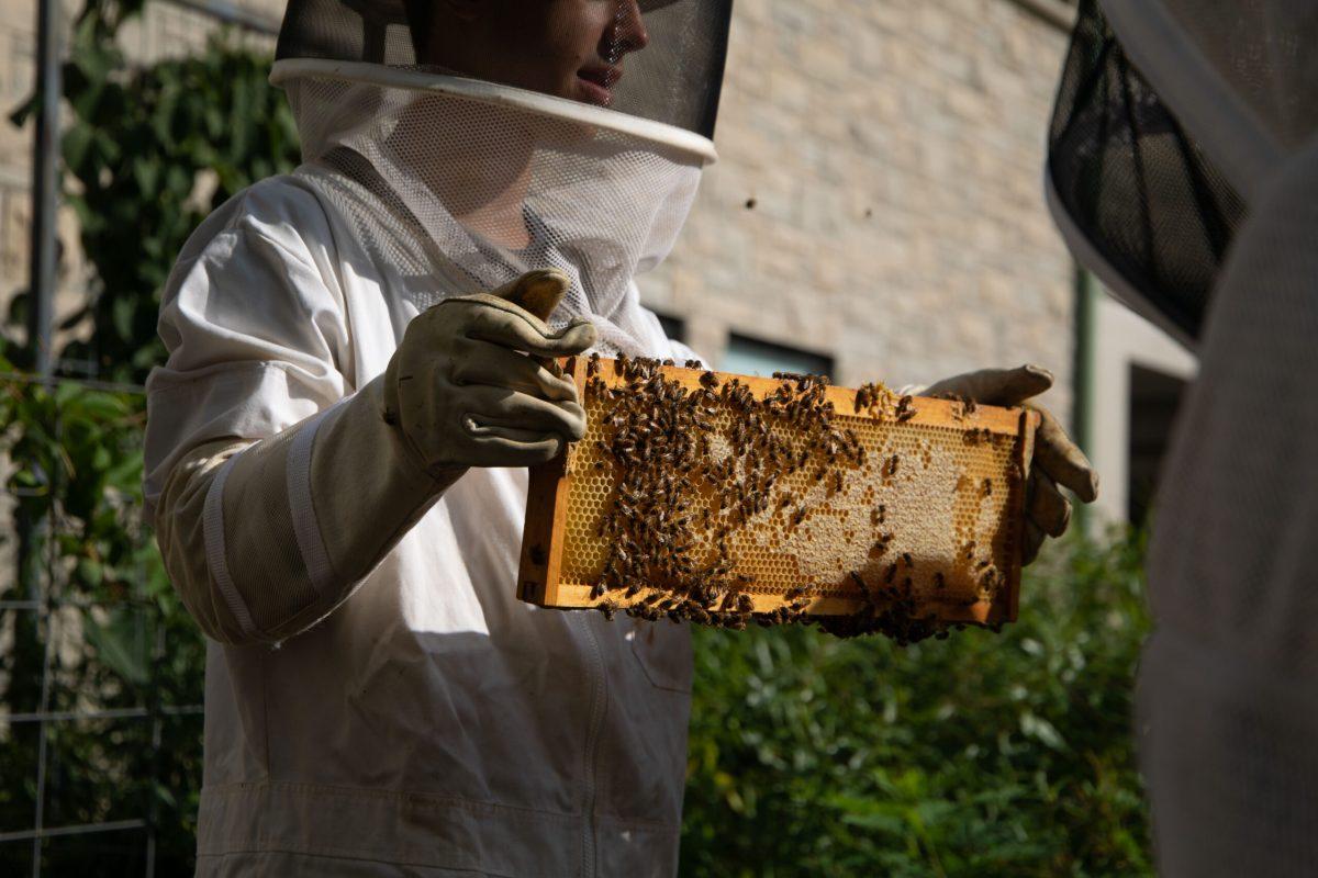  George Frees in a white beekeeping suit holds up a beehive frame that has many bees on it. 