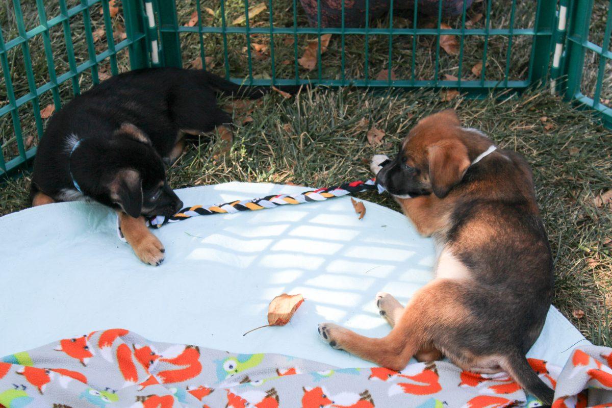 Two puppies lying in the grass playing tug-of-war with a rope inside a pen.