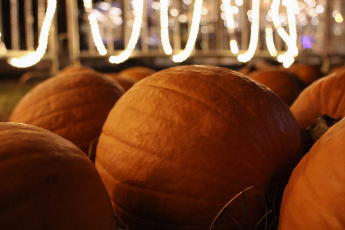 Several pumpkins in a makeshift pumpkin patch.