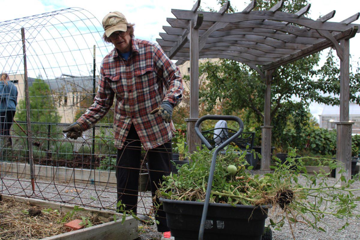 Lisa Licklider removes weeds in the MU Children’s Learning Garden.
