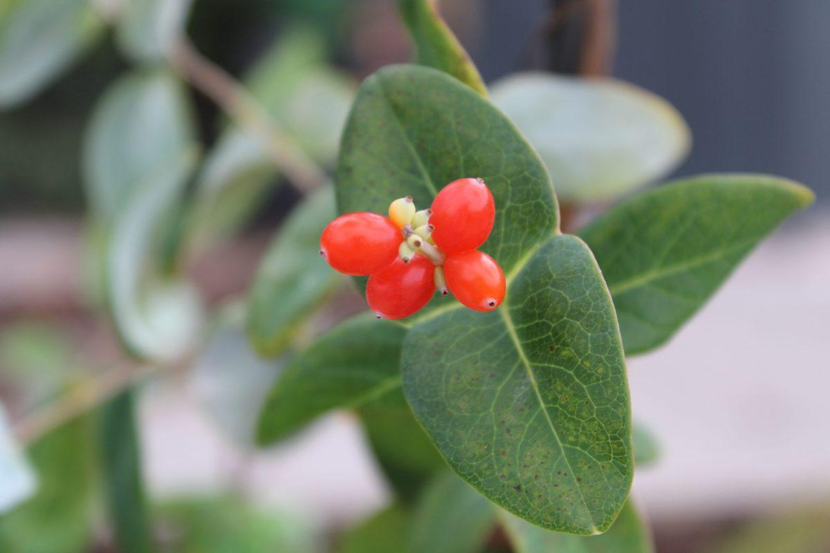 An image of a plant in the children’s garden.
