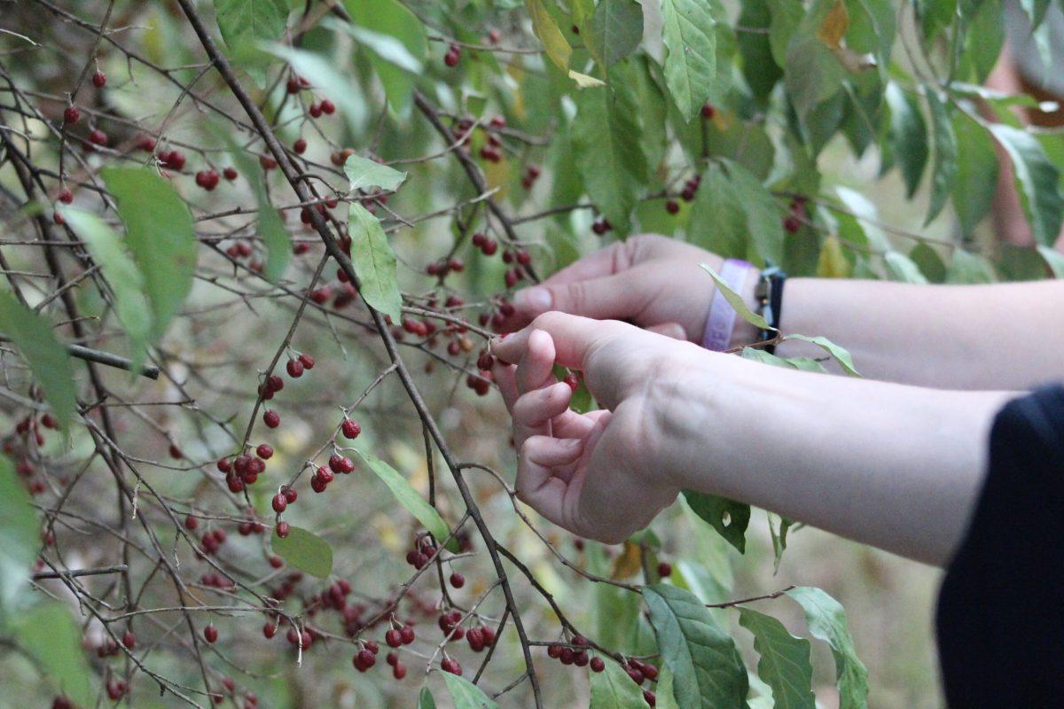 A group of people pick berries.
