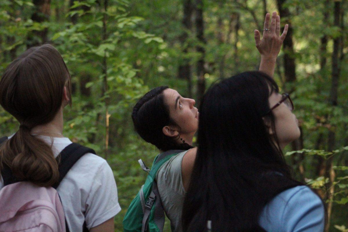 People admire a canopy of trees.
