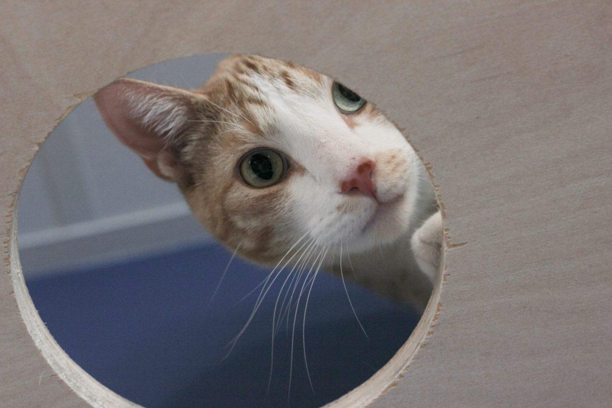 Cat Sm 1
