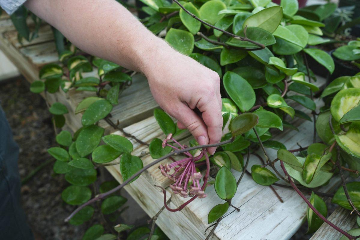 A man touching a plant.