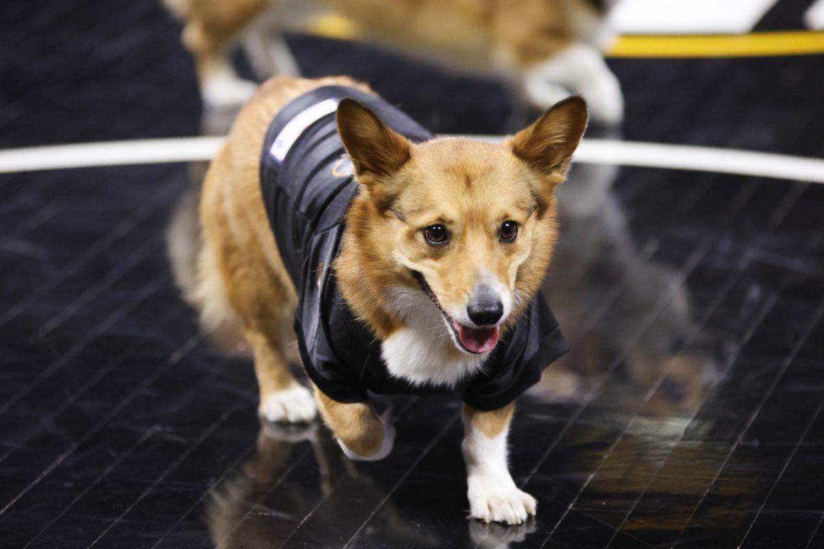 A dog running across a basketball court.