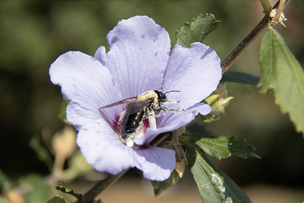 An Eastern Carpenter Bee is dwarfed by Jesse Hall as it pollinates a Rose of Sharon on Sept. 16 outside Switzler Hall in Columbia, Mo. Several Rose of Sharon bushes can be found across the University’s campus. 