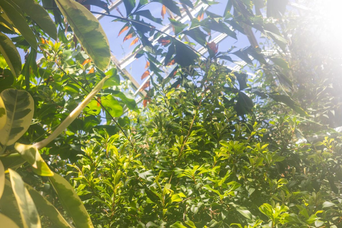 Sunlight shines through foliage in Tucker Greenhouse on Wednesday, March 8 in Columbia, Mo. The greenhouse is often used as a resource for faculty and graduate students in the Division of Biological Sciences. It is also used in different courses, including Plant Systematics and Botany. 