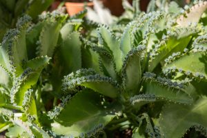 A mother-of-thousands plant grows in a greenhouse
