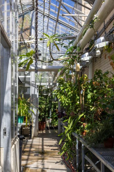 Plants grow in a greenhouse